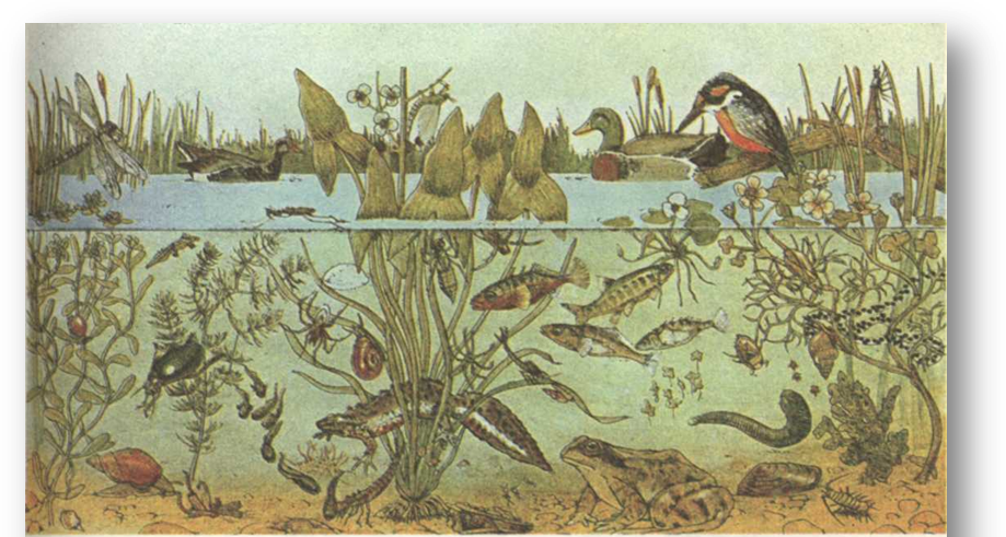 Биогеоценоз пресноводного водоема. Природное сообщество биоценоз. Биоценоз озера. Биоценоз и экосистема.